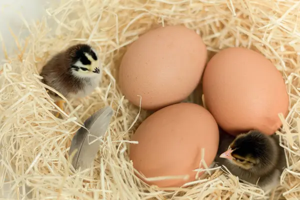 Little Chicks Nest Nest Cute Little Chicks Eggs Copy Space — Stock Photo, Image