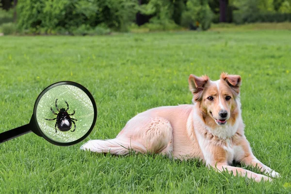 芝生の上の都市公園内の犬 ダニの脅威 虫眼鏡の拡大鏡はダニの脅威を示しています — ストック写真