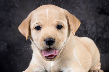 Küçük ve neşeli bir köpek yavrusu. Yavru köpek portresi. Boşluğu kopyala