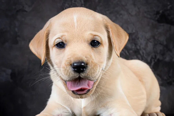 Niño Pequeño Alegre Perro Retrato Cachorro Copiar Espacio —  Fotos de Stock