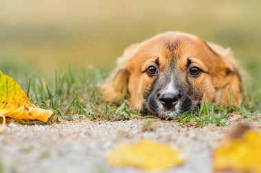 Küçük, neşeli bir köpek, bir sonbahar parkının arka planında. Sonbahar parkındaki sarı yaprakların arasında bir köpek yavrusu oturuyor.