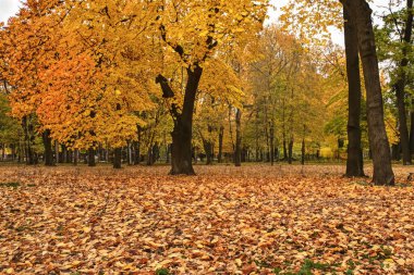 Parkta sonbahar, ağaçlarda ve yerde sarı yapraklar. Sonbahar şehir parkı, sonbahar yapraklarının arka planında. Güzel manzara