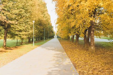 Parkta sonbahar, ağaçlarda ve yerde sarı yapraklar. Sonbahar şehir parkı, sonbahar yapraklarının arka planında. Güzel manzara