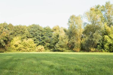 Parkta sonbahar, ağaçlarda ve yerde sarı yapraklar. Sonbahar şehir parkı, sonbahar yapraklarının arka planında. Güzel manzara