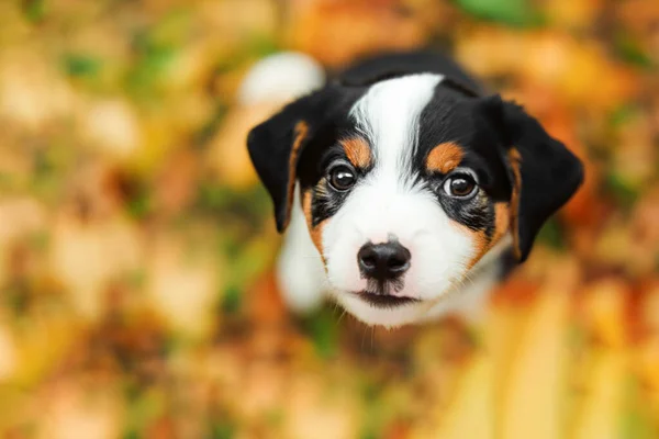 Mały Wesoły Pies Tle Jesiennego Parku Szczeniak Siedzi Stosie Żółtych — Zdjęcie stockowe