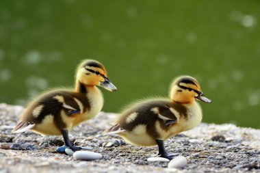 Yeşil çimlerde küçük bir eğilme. Küçük ördek yavruları yeşil çimlerin üzerinde arka bahçede yürüyorlar. Güneşli bir günde çayır tarlasında sevimli bir ördek yavrusu. Kopyalama alanı olan pankart