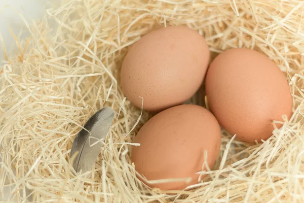 Μια Φωλιά Αυγά Κότας Κοτέτσι Φρέσκα Αυγά Στη Φωλιά Κοντινό — Φωτογραφία Αρχείου