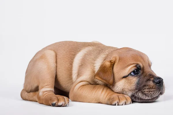 Beyaz Arka Planda Yatan Küçük Bir Köpek Yavrusu Küçük Sevimli — Stok fotoğraf