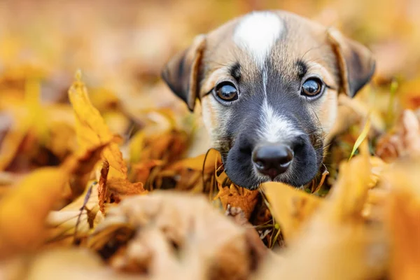 小さな陽気な犬 秋の公園の背景に対して 子犬は秋の公園で黄色い葉の山に座っています — ストック写真