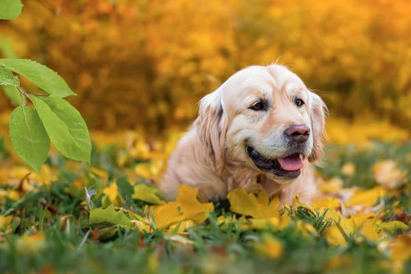 Häuslicher Süßer Hund Beim Spaziergang Park Hund Herbstpark Tierpflege Ein — Stockfoto