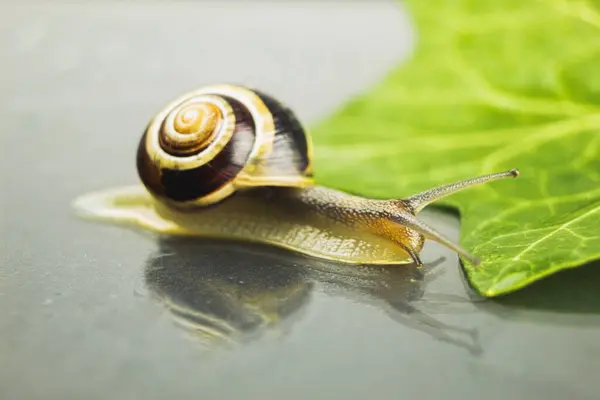 A snail crawls on a wet surface. Bokeh. Close-up of a snail crawling on a wet surface. Background with copy space