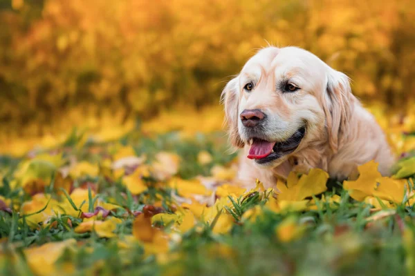 Domestic, cute dog on a walk in the park. Dog in the autumn park. Animal care. A happy dog is playing in the park. Copy space