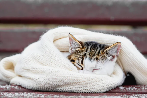 Söt Kattunge Sover Insvept Varm Stickad Tröja Vinterpark Snö Faller — Stockfoto