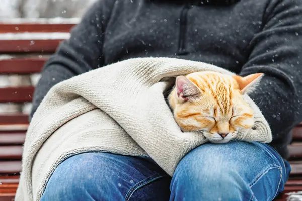 A kitten sleeps in a person\'s arms. A cat sleeps in human arms, wrapped in a sweater in a winter park. Copy space