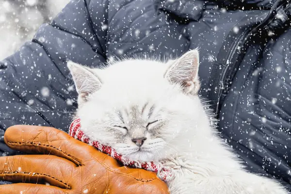 Кошеня Спить Руках Людини Кіт Спить Людських Руках Загорнутий Светр — стокове фото