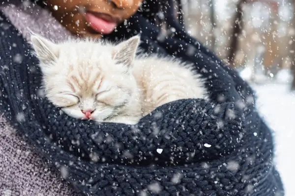 A kitten sleeps in a person's arms. A cat sleeps in human arms, wrapped in a sweater in a winter park. Copy space