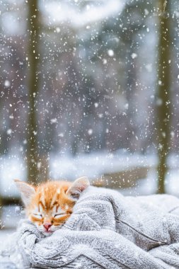 Şirin bir kedi yavrusu kış parkında sıcak örülmüş bir kazağa sarılıp uyuyor. Kar yağıyor. Uzayı kopyala Evcil hayvanlarla kavram