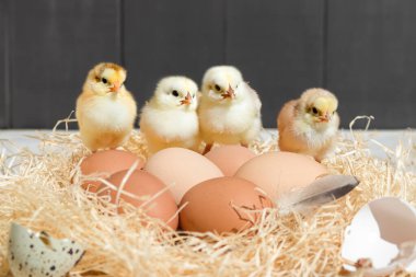 Little chicks in the nest. A nest with cute little chicks and eggs. Copy space clipart