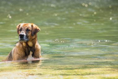 Güzel bir köpek nehrin kıyısında oturur. Köpek berrak, mavi suda yüzüyor. Kopyalama alanı olan arkaplan.