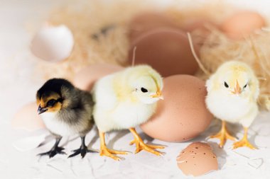 Yuvadaki küçük yavrular. Küçük civcivler ve yumurtalarla dolu bir yuva. Boşluğu kopyala