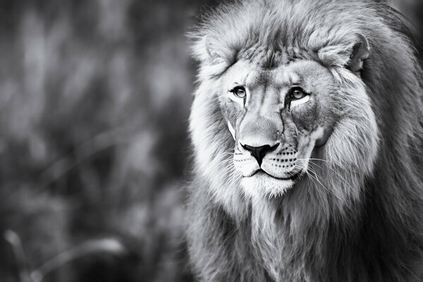 Portrait of an adult lion, with a stern look. Close-up of the lion king looking stern. Portrait of wildlife animals.