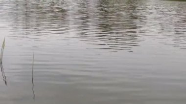 Suyun yüzeyindeki küçük dalgalar. Bulutlu bir havada nehir. Küçük dalgalı yeşilimsi su dokusu. Nehir kamışından çıkan genç bir filiz.