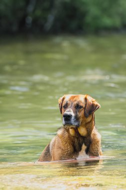 Güzel bir köpek nehrin kıyısında oturur. Köpek berrak, mavi suda yüzüyor. Kopyalama alanı olan arkaplan.