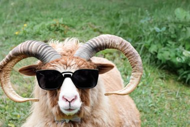 Güneş gözlüklü ve kravatlı bir koç. Gözlüklü bir koçun neşeli portresi, boşluğu kopyala