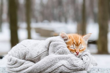 Şirin bir kedi yavrusu kış parkında sıcak örülmüş bir kazağa sarılıp uyuyor. Kar yağıyor. Uzayı kopyala Evcil hayvanlarla kavram