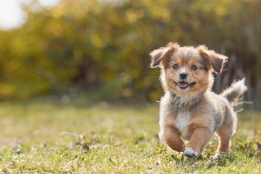 Parktaki küçük köpek yavrusu. Köpeğe yakın çekim. Arka bahçede, yaz parkında küçük mutlu bir köpek oynuyor. Boşluğu kopyala