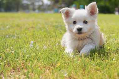 Parktaki küçük köpek yavrusu. Köpeğe yakın çekim. Arka bahçede, yaz parkında küçük mutlu bir köpek oynuyor. Boşluğu kopyala