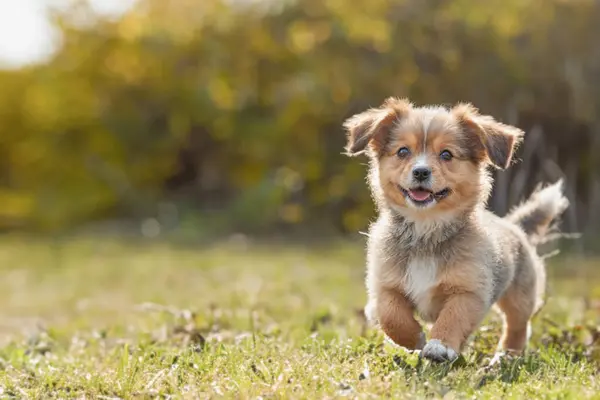 Parktaki küçük köpek yavrusu. Köpeğe yakın çekim. Arka bahçede, yaz parkında küçük mutlu bir köpek oynuyor. Boşluğu kopyala