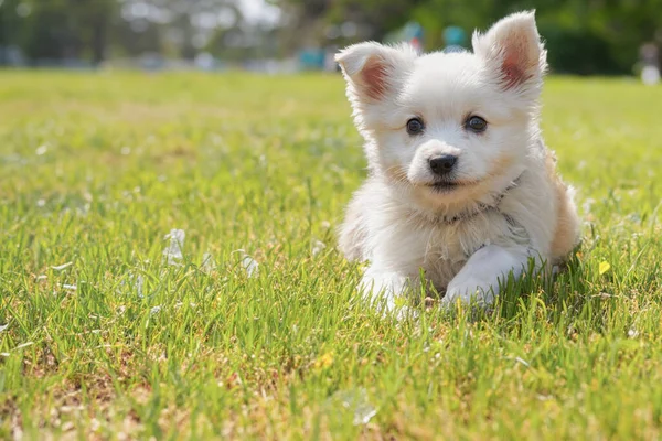 Parktaki küçük köpek yavrusu. Köpeğe yakın çekim. Arka bahçede, yaz parkında küçük mutlu bir köpek oynuyor. Boşluğu kopyala