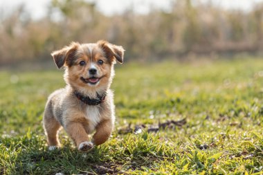 Parktaki küçük köpek yavrusu. Köpeğe yakın çekim. Arka bahçede, yaz parkında küçük mutlu bir köpek oynuyor. Boşluğu kopyala