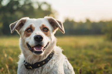 Açık havada genç bir köpeğin portresi. Mutlu ve aktif bir safkan köpek güneşli bir yaz gününde çimlerin üzerinde.