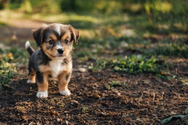 Kameraya bakan küçük bir köpek yavrusunun portresi. Yakın plan. Küçük, sevimli bir köpek yavrusu. Boşluğu kopyala.
