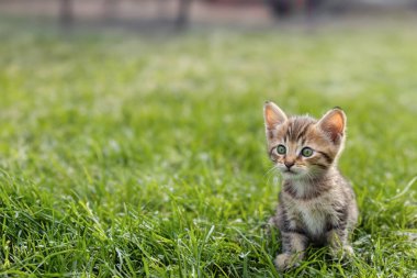 Yeşil çimenlikte oynayan küçük bir kedi yavrusu, yeşil çimenlikteki bir çocuk kovasından çıkıyor. Uzayı kopyala, Büyük Göz.