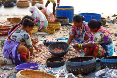 Mumbai, Hindistan / 10 Eylül 2017: Koli topluluğundan Güney Asyalı balıkçı kadınlar Uttan Sahili 'nde satılık farklı balık çeşitlerini ayırıyorlar. 