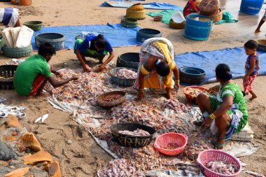Mumbai, Hindistan / 10 Eylül 2017: Koli topluluğundan Güney Asyalı balıkçı kadınlar Uttan Sahili 'nde satılık farklı balık çeşitlerini ayırıyorlar. 
