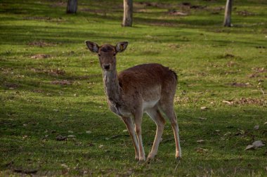 Genç bir geyik yeşil tarlalarda otlar.
