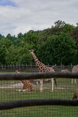 Zürafa Prag Hayvanat Bahçesinde otluyor