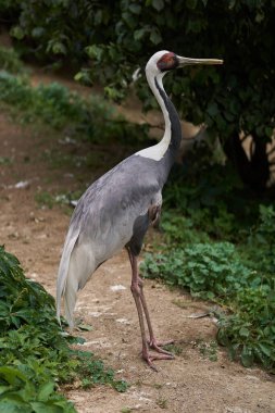 Daurian vinci hayvanat bahçesinde yürüyor.