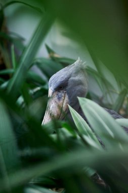 a whale-headed bird sits in the Prague zoo clipart