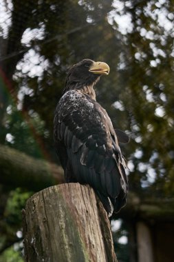 Bir beyaz kuyruklu kartal hayvanat bahçesindeki bir ağaçta gururla oturur.