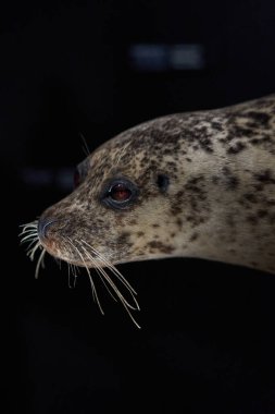 a seal on a black background looks away in zoo clipart