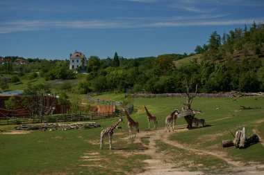 African animals graze peacefully in the Prague clipart