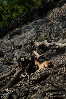 Bir dağ keçisi hayvanat bahçesindeki kayalıklarda dinleniyor.