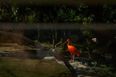 red ibis drinks water in zoo clipart