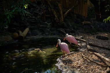 pink ibis drinks water in zoo clipart