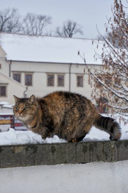 Korkmuş kedi kışın uzaklara bakar.
